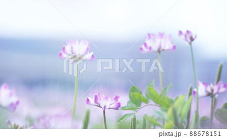 緑肥作物 一面のレンゲ畑 緑肥作物 一面のレンゲ畑 88678151