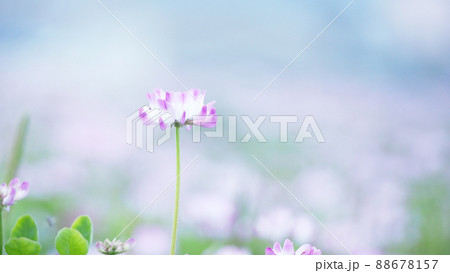 緑肥作物 一面のレンゲ畑 緑肥作物 一面のレンゲ畑 88678157