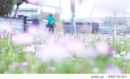 緑肥作物　一面のレンゲ畑 88678164