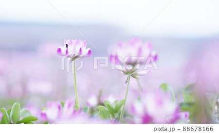 緑肥作物　一面のレンゲ畑 88678166