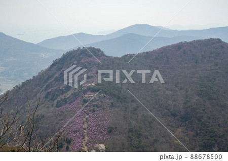 花 風景 麗水市 88678500