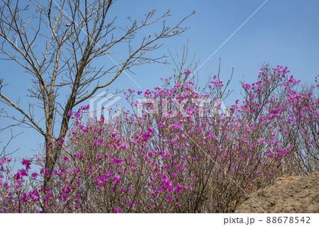 空 花 植物 88678542