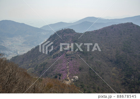 花 風景 麗水市 88678545