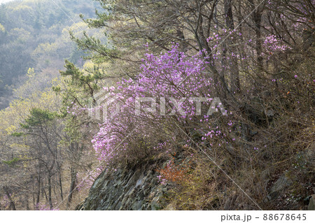 花 植物 風景 88678645