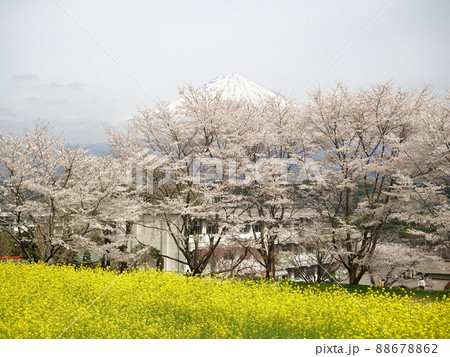 静岡県 興徳寺 春景色 4月 静岡県 興徳寺 春景色 4月 88678862