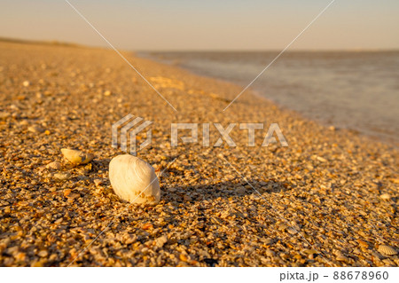 Selective focus on seashells on a sandy beach by the sea. Selective focus on seashells on a sandy beach by the sea. 88678960
