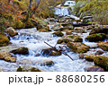 Mountain stream in old forest. 88680256