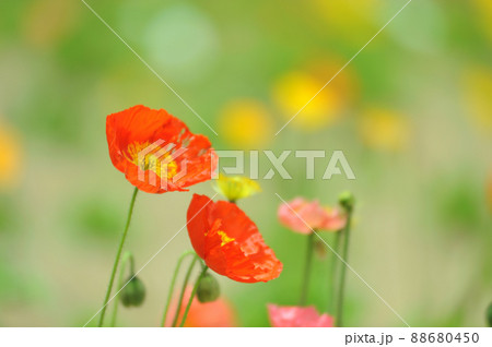 いつか見た　お花畑 88680450