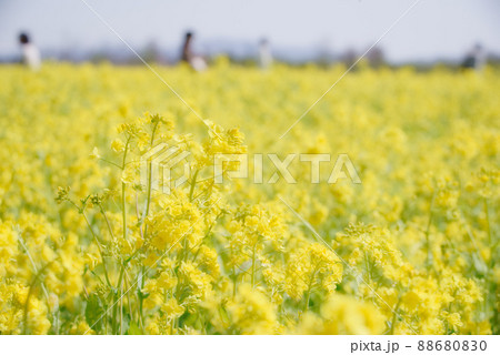 菜の花畑 菜の花畑 88680830