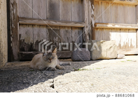 沖縄　那覇　首里城　園比屋武御嶽石門とネコ 88681068