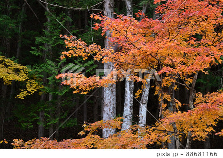 山間にあるキャンプ場から見る秋の紅葉の景色 山間にあるキャンプ場から見る秋の紅葉の景色 88681166