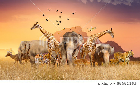 World Wildlife Day  Groups of wild beasts were gathered in large herds in the open field in the evening when the golden sun was shining. 88681183