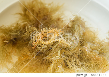 水を張った鍋に付けた天草 88681286