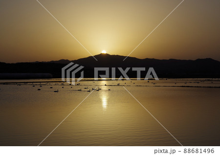 北帰行を目前に控えたコハクチョウが夕方の冬水田んぼに集合している光景 ... 島根県安来市：快晴 88681496
