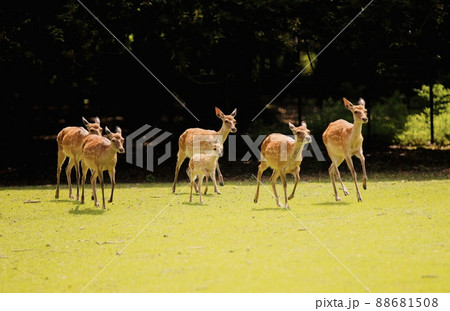 奈良の鹿 88681508