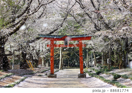ロマンチック茨城（学問の神様「菅原道真」を照らす桜吹雪の鳥居をくぐる幸運の恵みを受ける）東蕗田天満社 88681774