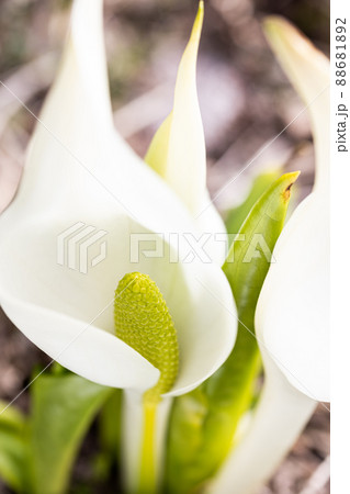 【新潟県・佐渡島】春の妖精水芭蕉 【新潟県・佐渡島】春の妖精水芭蕉 88681892