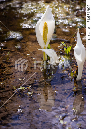 【新潟県・佐渡島】春の妖精水芭蕉 【新潟県・佐渡島】春の妖精水芭蕉 88681906