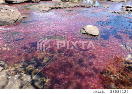 Tranquilandia Caño Sabana Macarenia clavigera 88682122