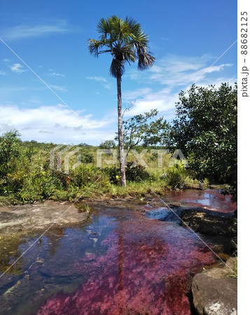 Tranquilandia Caño Sabana Macarenia clavigera 88682125