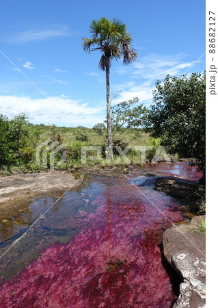 Tranquilandia Caño Sabana Macarenia clavigera 88682127