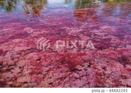 Tranquilandia Caño Sabana Macarenia clavigera 88682205