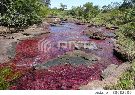 Tranquilandia Caño Sabana Macarenia clavigera 88682209