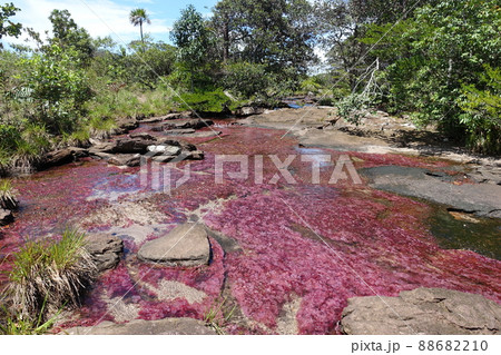 Tranquilandia Caño Sabana Macarenia clavigera 88682210