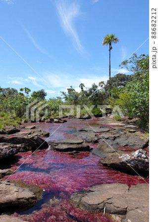 Tranquilandia Caño Sabana Macarenia clavigera Tranquilandia Caño Sabana Macarenia clavigera 88682212