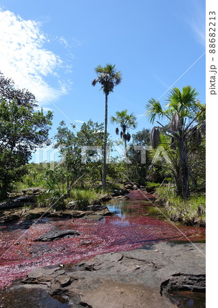 Tranquilandia Caño Sabana Macarenia clavigera 88682213