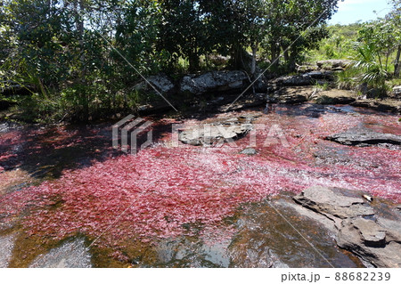 Tranquilandia Caño Sabana Macarenia clavigera 88682239