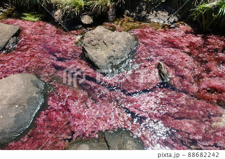 Tranquilandia Caño Sabana Macarenia clavigera Tranquilandia Caño Sabana Macarenia clavigera 88682242