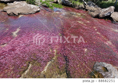Tranquilandia Caño Sabana Macarenia clavigera Tranquilandia Caño Sabana Macarenia clavigera 88682251