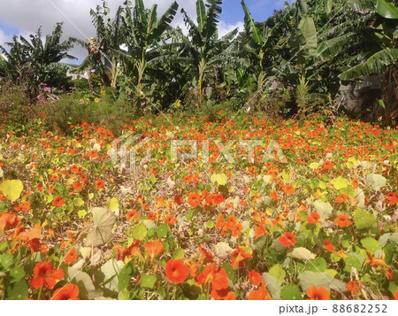 オレンジ色のキンレンカ(ナスタチウム)畑とバナナ畑 88682252
