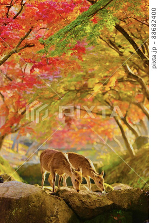 奈良の鹿 奈良の鹿 88682400
