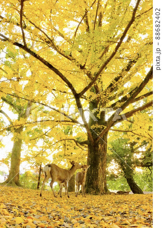 奈良の鹿 88682402