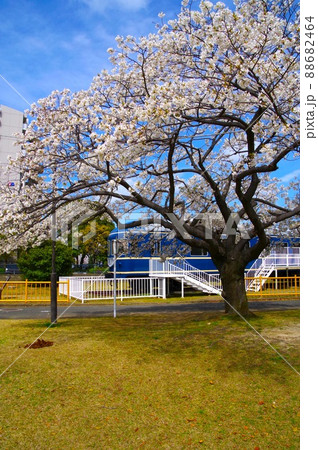 20系寝台特急と桜 20系寝台特急と桜 88682464