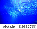 泳ぐ魚の大群 88682765