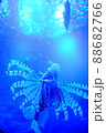 水中を泳ぐ魚 88682766