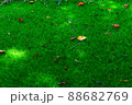 芝生 88682769
