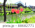 春の京都、南浜疎水に咲くチューリップ 88682771