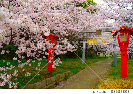 参道の桜・満開 参道の桜・満開 88682803