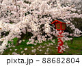参道の桜・満開 88682804