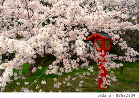 参道の桜・満開 88682804