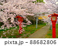 参道の桜・満開 88682806