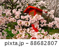 参道の桜・満開 88682807