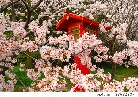 参道の桜・満開 88682807