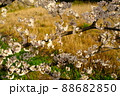 満開の桜 88682850