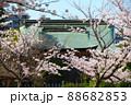 満開の桜 88682853
