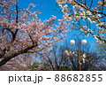 満開の桜 88682855